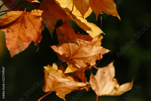Beautiful and bright autumn background with yellow and red leaves on a sunny day