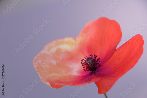 red poppy flower