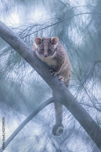 Wild common ringtail possum (Pseudocheirus peregrinus) from Melbourne, Australia photo