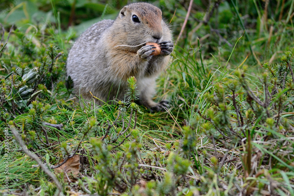 Arctic ground squirrel eating hazel nut Arctic ground squirrel eating hazel nut