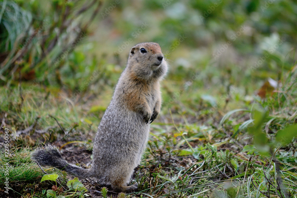 Arctic ground squirrel standing on the grass Arctic ground squirrel standing on the grass