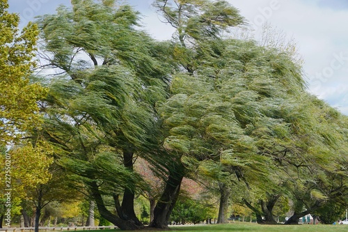 Croton-on-Hudson, New York, USA: Willows (Salix alba) -- also called sallows -- blowing in a strong wind at Croton Point Park, along the Hudson River in Westchester County. photo