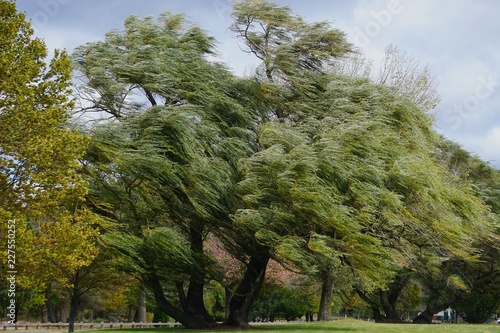 Quadro su tela Croton-on-Hudson, New York, USA: Willows (Salix alba) -- also called sallows -- blowing in a strong wind at Croton Point Park, along the Hudson River in Westchester County
