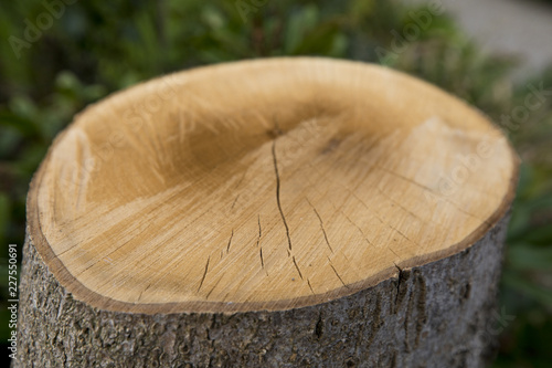 Tree stump