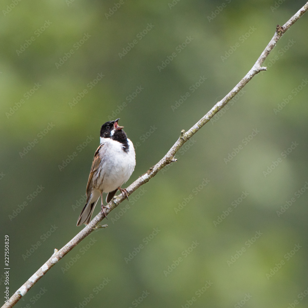 Naklejka premium Reed Bunting