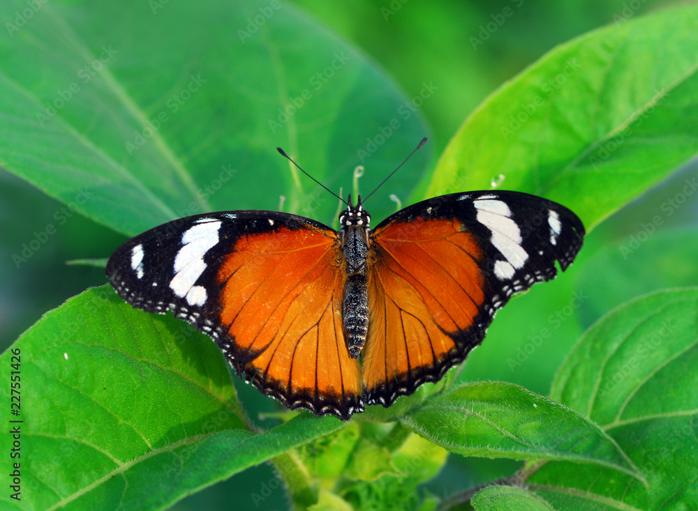 Naklejka premium butterfly on flower