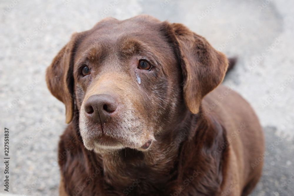 chien triste : vieux chien triste : vieux