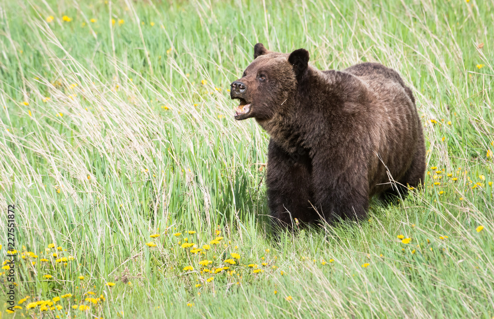 Fototapeta premium Grizzly bear