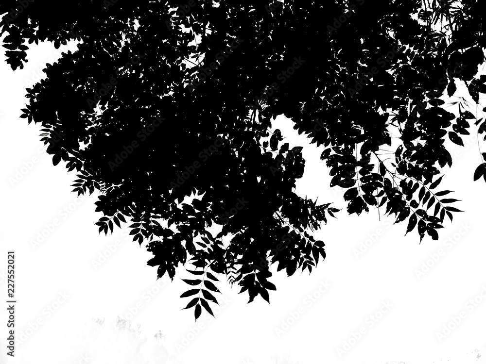 darktone of green leaf isolated on white background darktone of green leaf isolated on white background