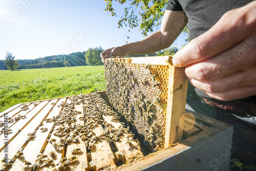 Fototapeta Portrait Imker mit Bienenvolk in der Natur