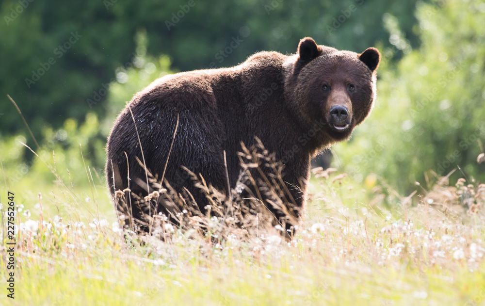 Grizzly bear Grizzly bear