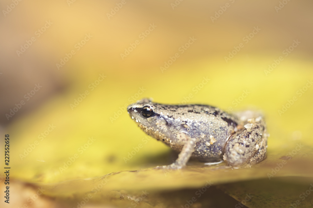 Obraz premium Cape York Whistling Frog (Austrochaperina gracilipes)
