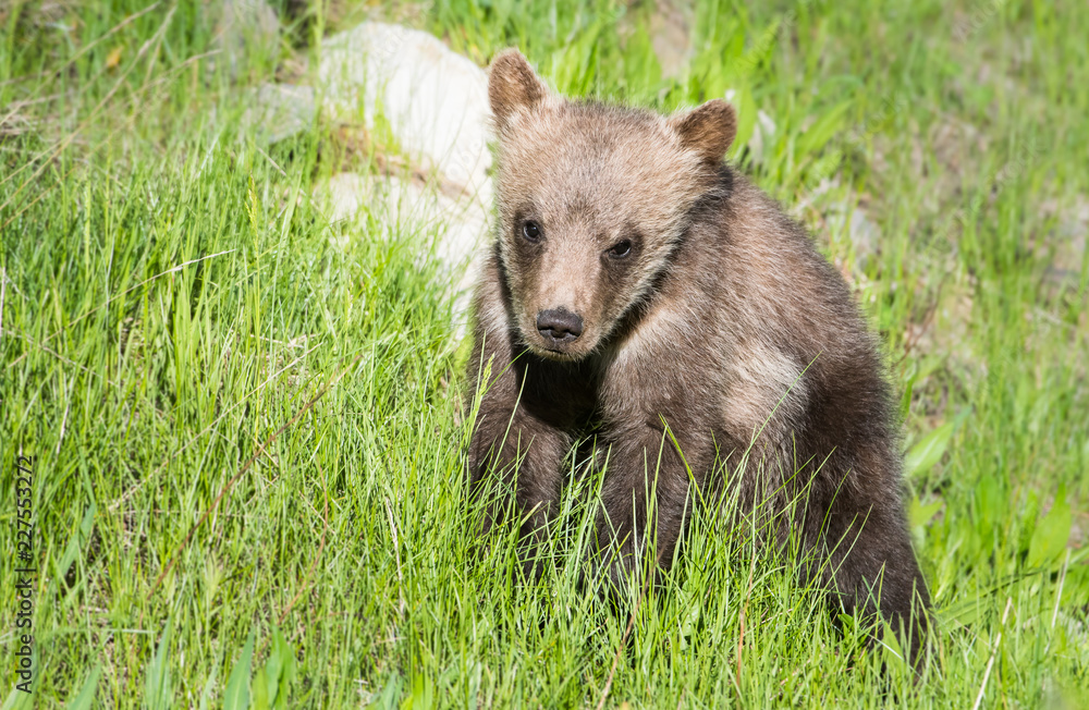 Fototapeta premium Grizzly bear