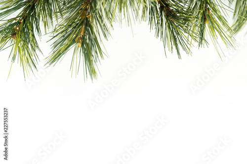 Branches of pine tree or spruce