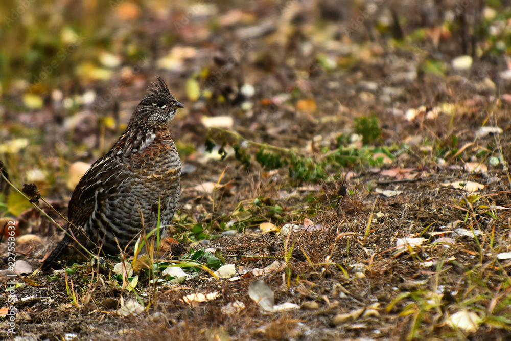 Wild Grouse in Autumn Wild Grouse in Autumn