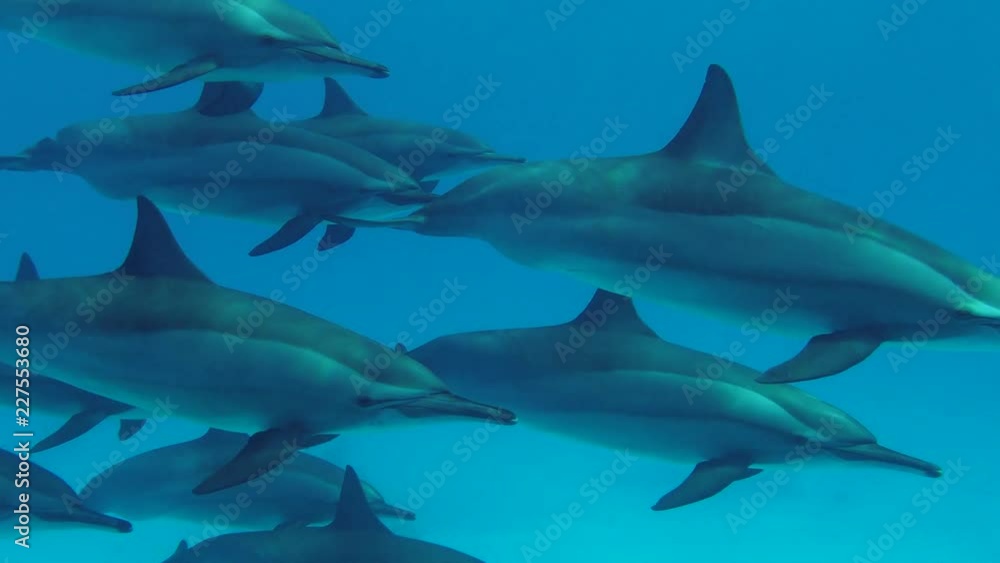 Pod of Dolphins swim in the blue water. Spinner Dolphins - Stenella longirostris, Red Sea, Marsa Alam, Egypt Pod of Dolphins swim in the blue water. Spinner Dolphins - Stenella longirostris, Red Sea, Marsa Alam, Egypt