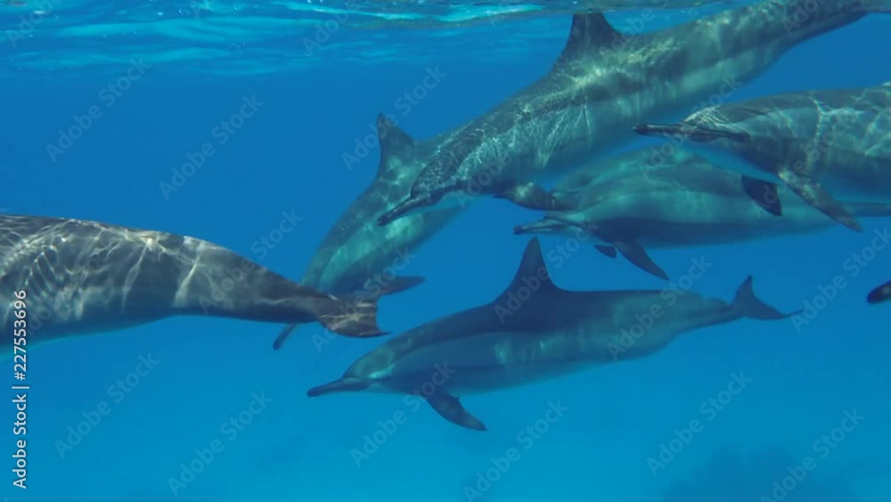 Pod of Dolphins swim in the blue water. Spinner Dolphins - Stenella longirostris, Red Sea, Marsa Alam, Egypt Pod of Dolphins swim in the blue water. Spinner Dolphins - Stenella longirostris, Red Sea, Marsa Alam, Egypt