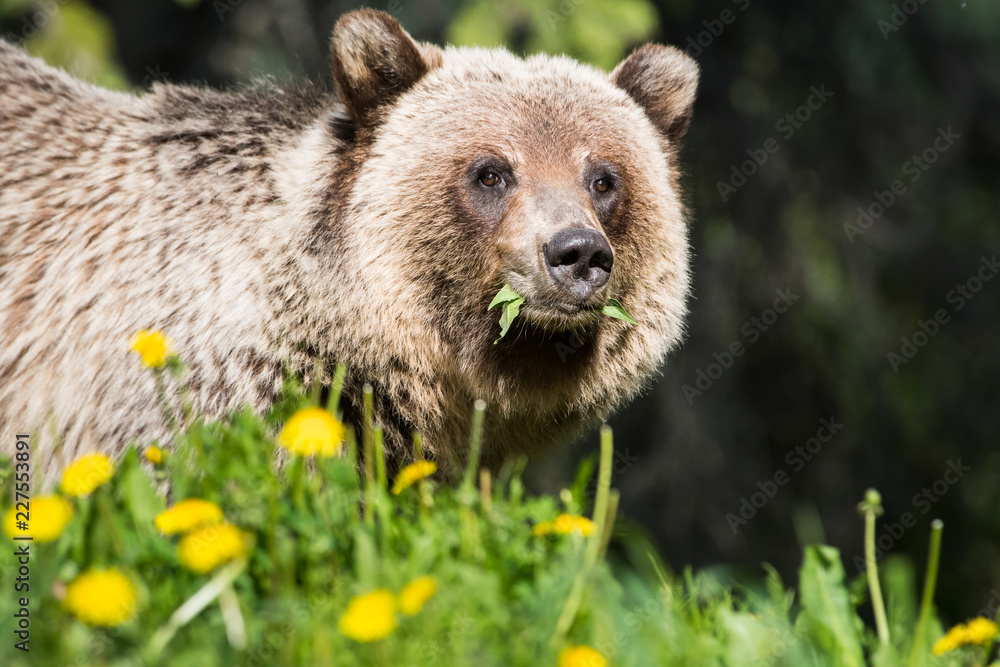 Obraz premium Grizzly bear