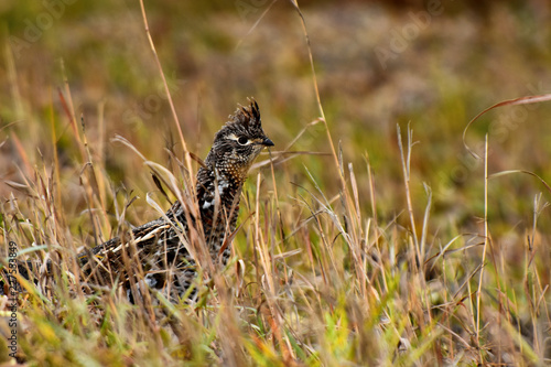 Wild Grouse in Autumn 