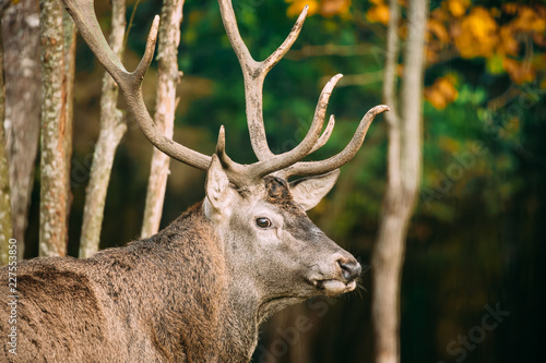 Belarus. Male European Red Deer Or Cervus Elaphus In Autumn Fore