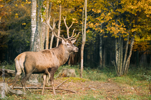 Belarus. Male European Red Deer Or Cervus Elaphus In Autumn Fore