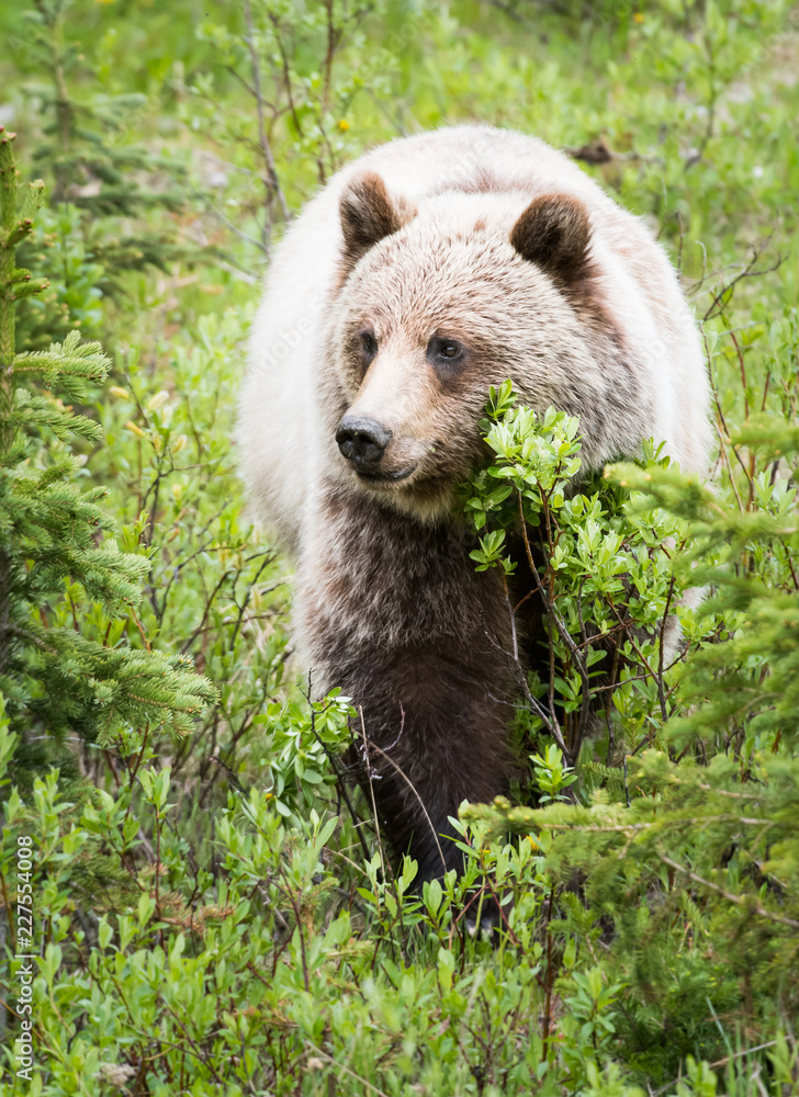 Obraz premium Grizzly bear