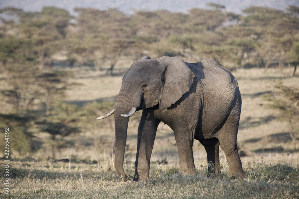 African Elephant