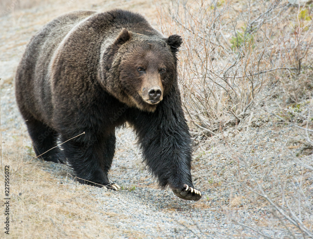 Grizzly bear