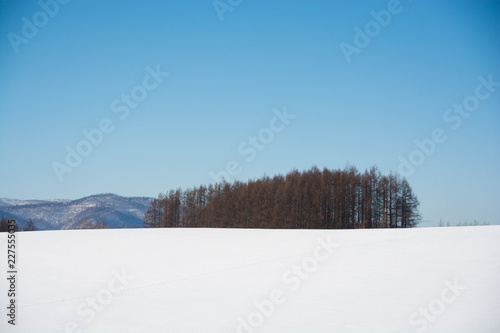 冬の青空と雪原と落葉松林 美瑛町