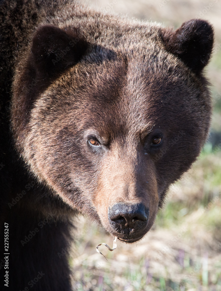 Fototapeta premium Grizzly bear