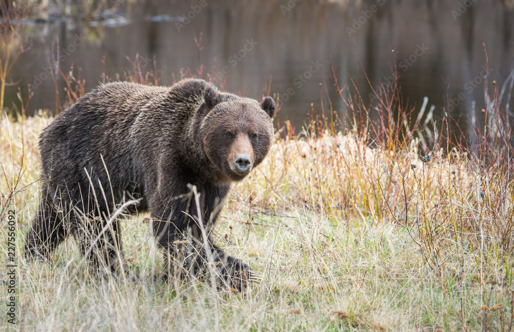 Grizzly bear