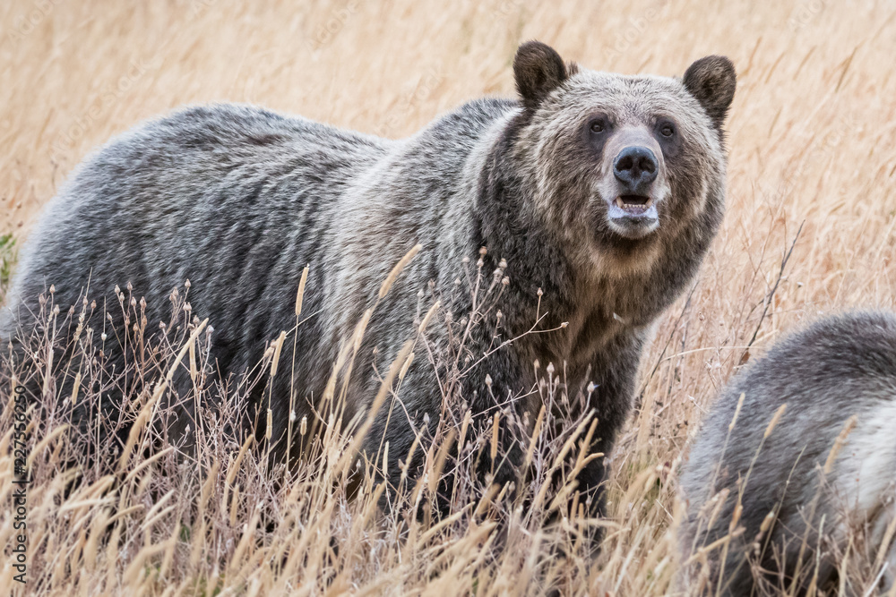 Fototapeta premium Grizzly bear