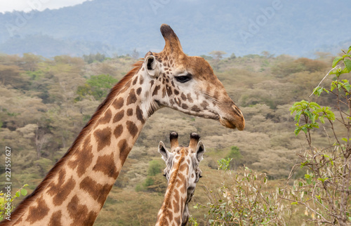 Two giraffe stand together with the heads and necks showing. One giraffe has its head turned to show its right side. The other giraffe is facing away with the back of its ears and horns showing.