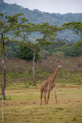A tall giraffe walks across of savanna. The grass is green and brown. Brush and trees are in the background. This is a vertical photograph.