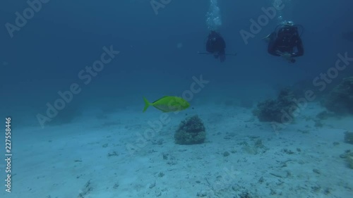 Scuba divers look at on yellow caranx swim near. Orangespotted Trevally - Carangoides bajad, Red Sea, Marsa Alam, Egypt photo