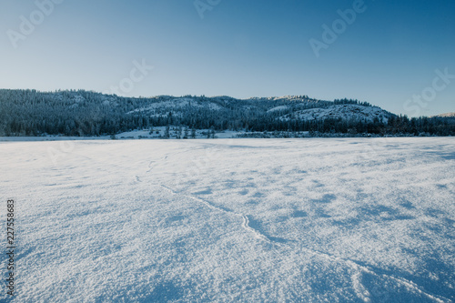 Little mouse tracks across a snowy field. photo