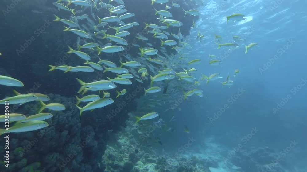 School of yellow Goatfish swim over coral reef. Yellowfin Goatfish - Mulloidichthys vanicolensis, Red Sea, Marsa Alam, Egypt School of yellow Goatfish swim over coral reef. Yellowfin Goatfish - Mulloidichthys vanicolensis, Red Sea, Marsa Alam, Egypt