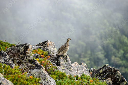 Foto ライチョウ