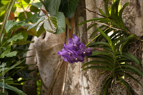 Purple spotted aranda orchid Aranda omyai attached to a tree in a tropical garden photo