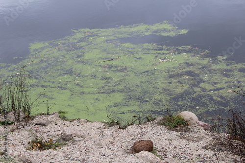 pond scum in pond photo