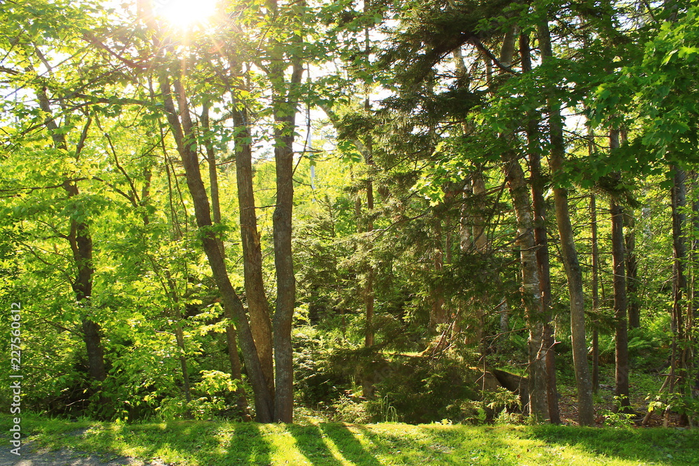 Trees and Sun - Walking Tours in Canada