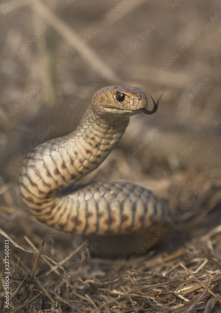 Fototapeta premium Wild eastern brown snake (Pseudonaja textilis) from Melbourne, Australia