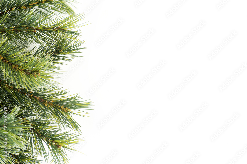 Pine tree branch for Christmas decoration