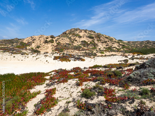Sand dunes with succulents at Praia de Almograve, Alentejo, Vicentine coast of Portugal photo