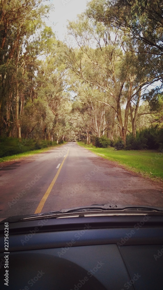 Fototapeta premium Campo-Naturaleza