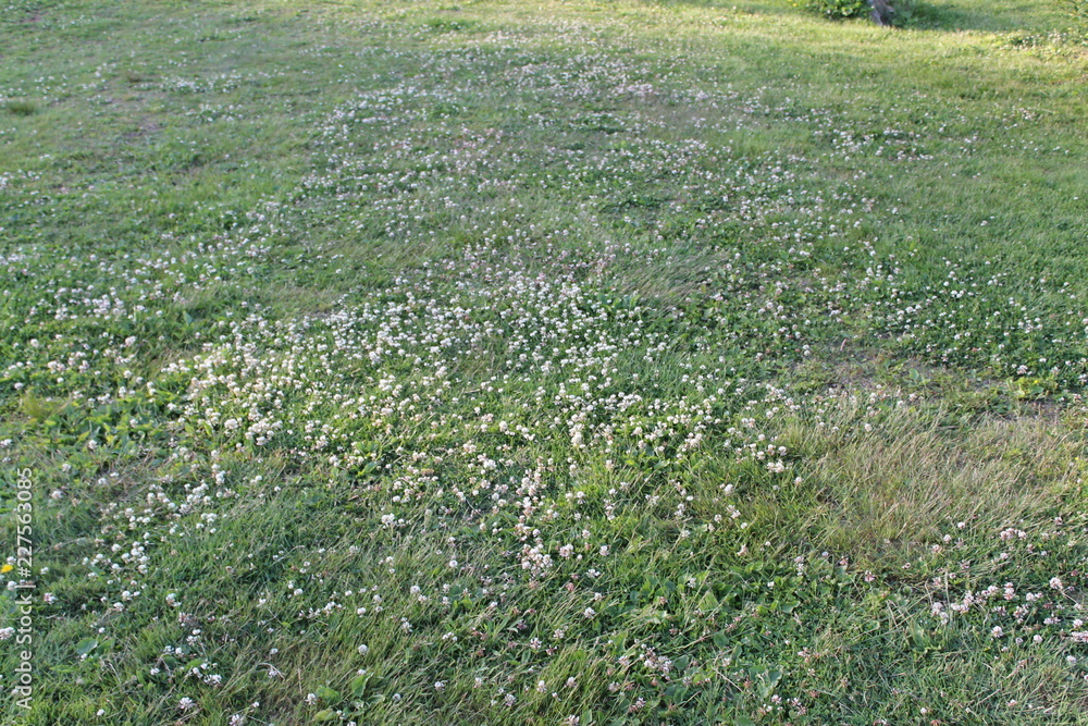 Green grass-Walking Tours in Canada Green grass-Walking Tours in Canada
