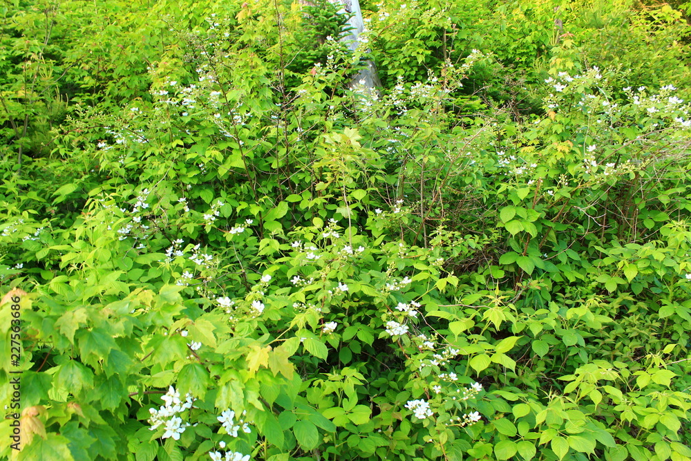 Trees and green-Walking Tours in Canada Trees and green-Walking Tours in Canada