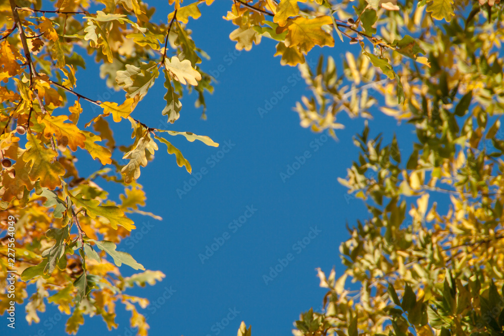 autumn. background of yellow and red oak leaves, Rowan and birch against the blue sky autumn. background of yellow and red oak leaves, Rowan and birch against the blue sky