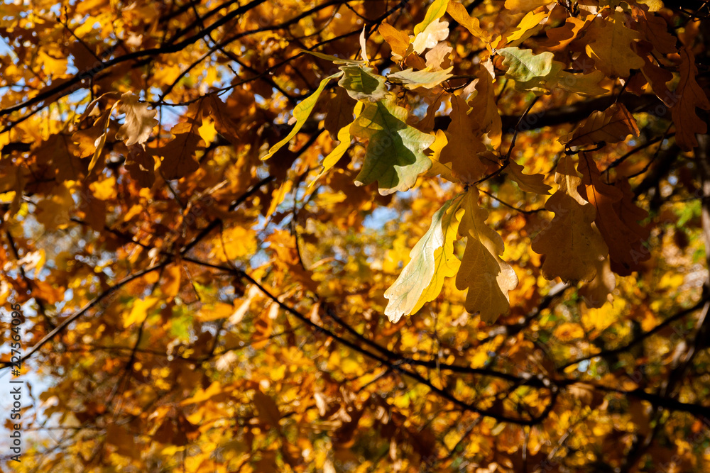 autumn. background of yellow and red oak leaves, Rowan and birch