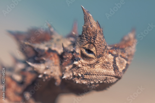 Wild australian thorny devil  Moloch horridus  lizard portrait